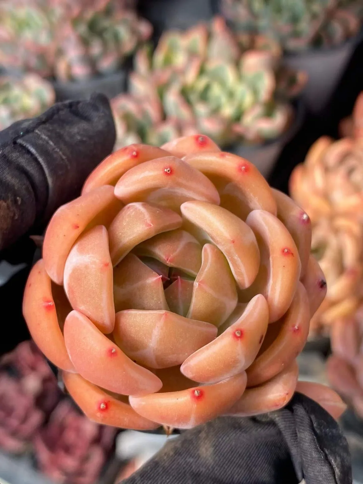 Echeveria Champagne (香槟) succulent — wholesale bare-root export from Yunnan, China (1 of 4)