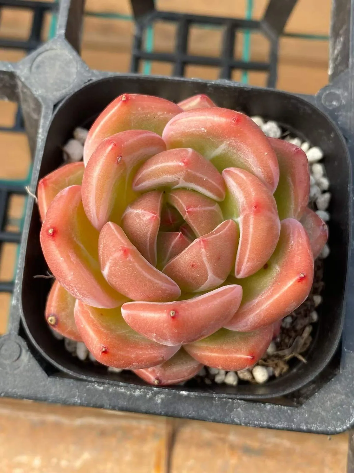 Echeveria Charlotte Champagne (夏洛香槟) succulent — wholesale bare-root export from Yunnan, China (1 of 3)