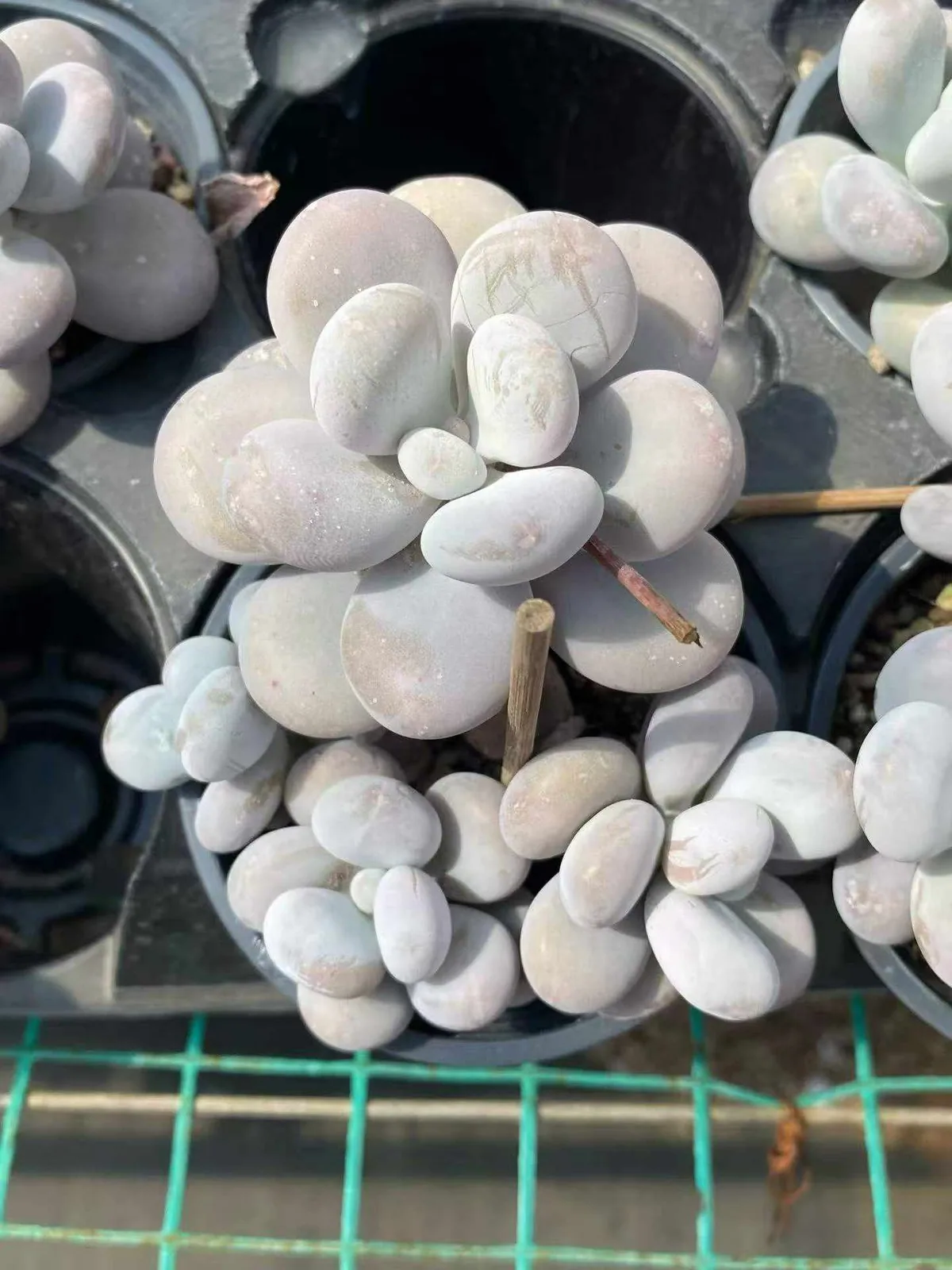 Pachyphytum Cheese (奶酪) succulent — wholesale bare-root export from Yunnan, China (1 of 4)