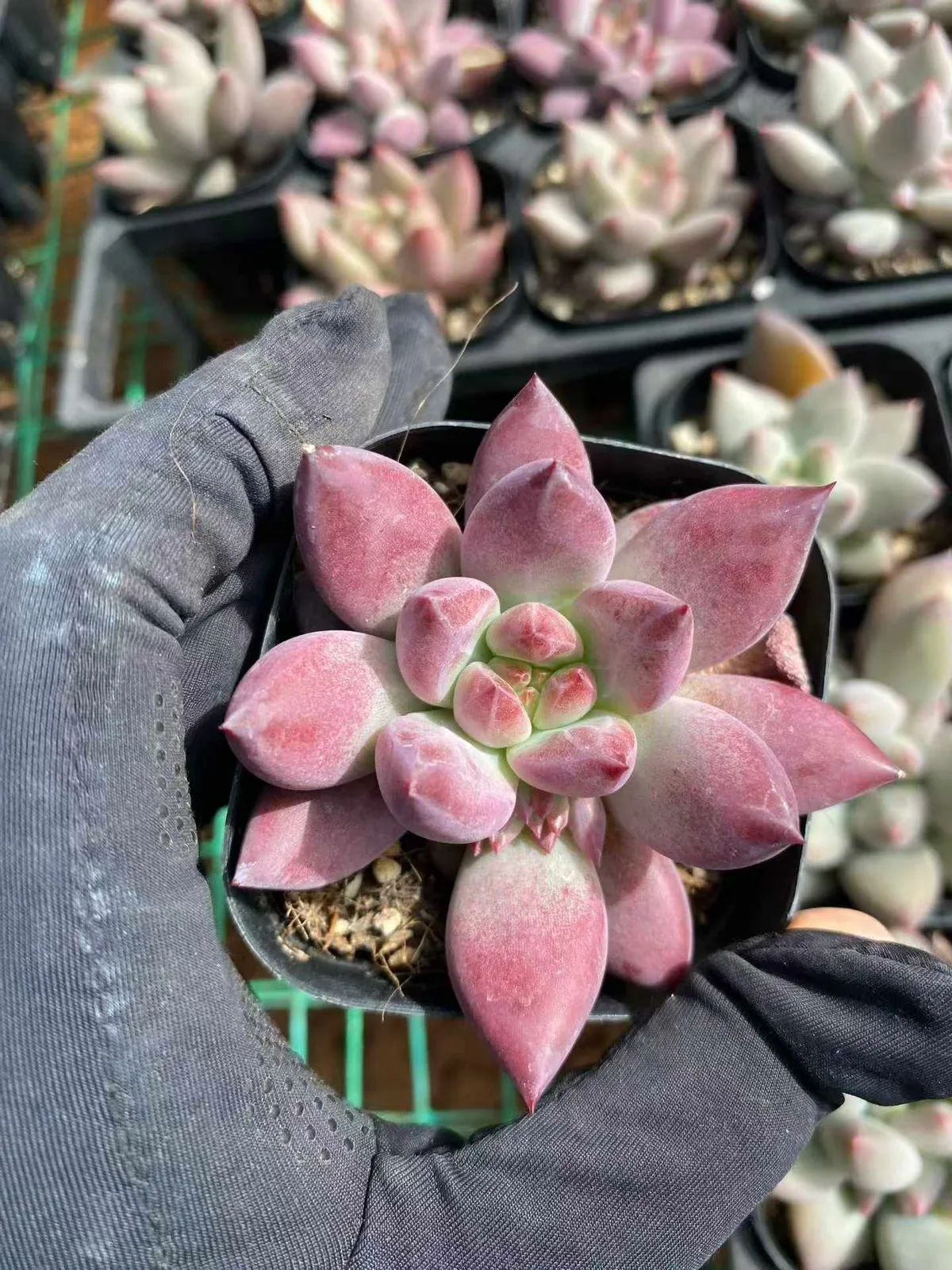 Echeveria Chubby Poppy (胖体虞) succulent — wholesale bare-root export from Yunnan, China (1 of 6)