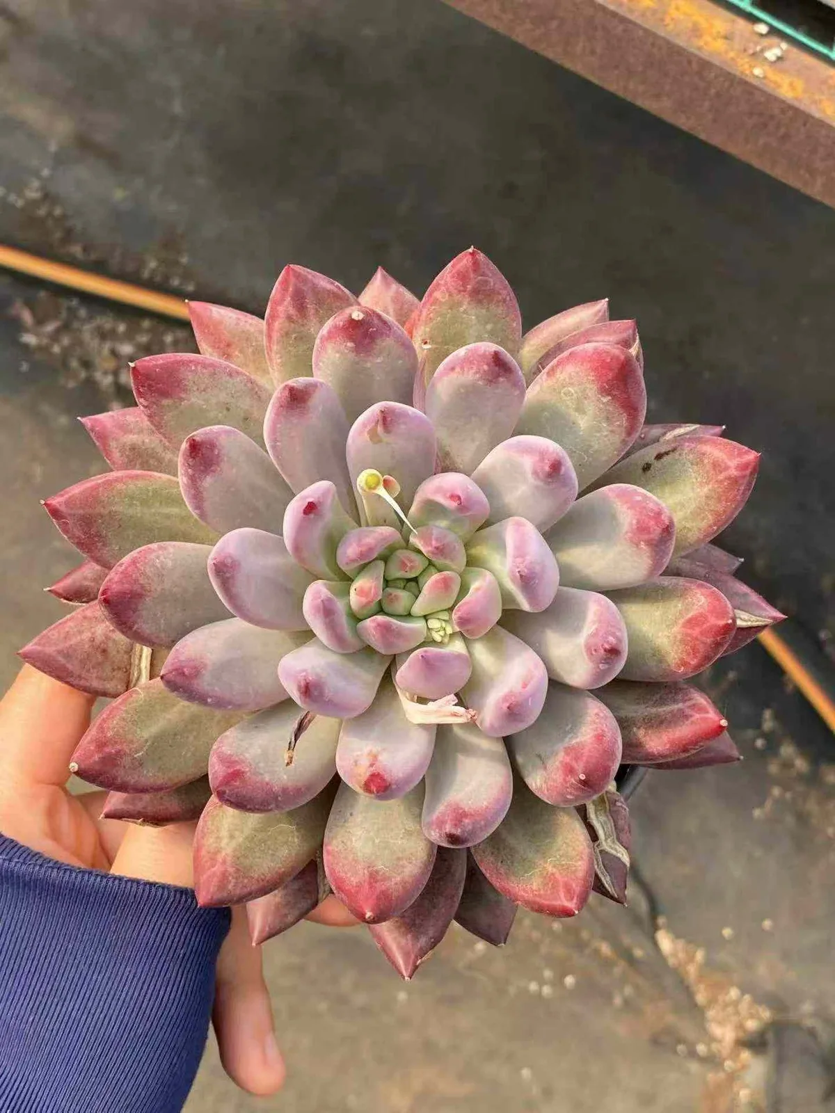 Echeveria Chubby Poppy, Large Single (胖体虞大单头) succulent — wholesale bare-root export from Yunnan, China (1 of 5)