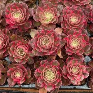 Aeonium 'Carat Lover' Plug Tray (克拉恋人穴盘) succulent — wholesale bare-root export from Yunnan, China