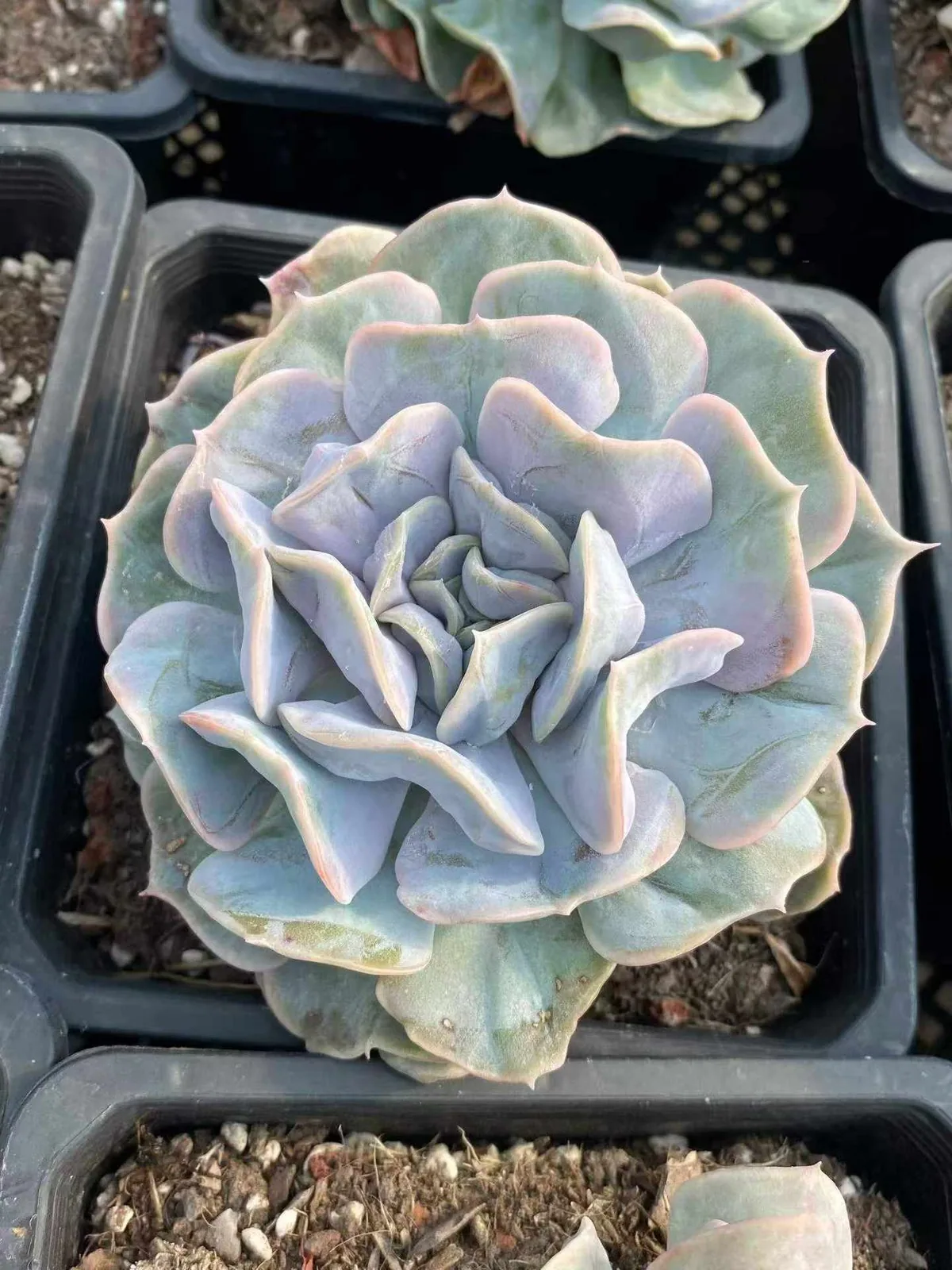 Echeveria Cloud Fairy (云瑶仙子) succulent — wholesale bare-root export from Yunnan, China (1 of 4)