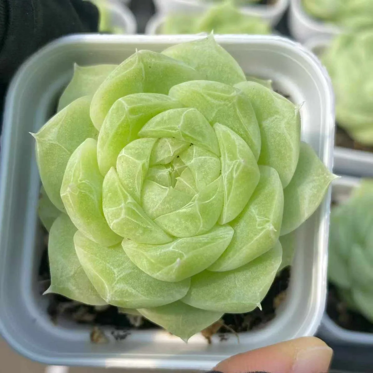 Echeveria Colored-up Pear Blossom White (状态梨花白) succulent — wholesale bare-root export from Yunnan, China (1 of 5)