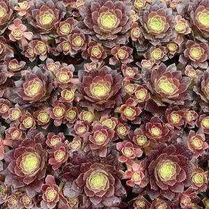 Aeonium 'Autumn Hues' Plug Tray, Small Cluster (缤纷秋色穴盘小群) succulent — wholesale bare-root export from Yunnan, China