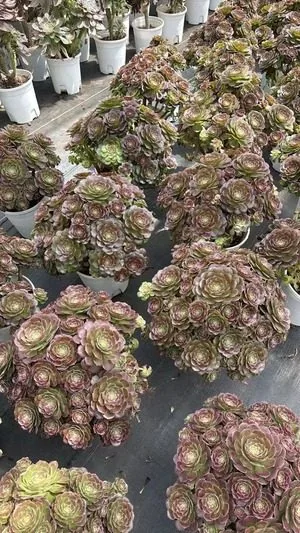 Aeonium 'Autumn Hues' Old Stem, Large Cluster (缤纷秋色老桩大群) succulent — wholesale bare-root export from Yunnan, China