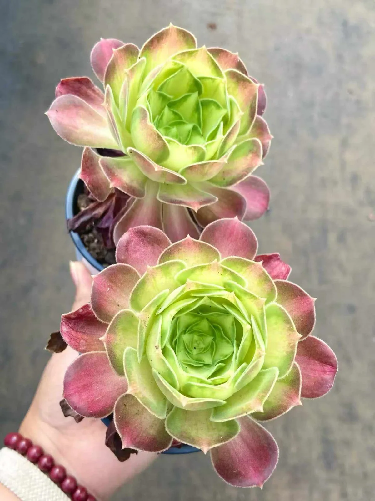 Aeonium Compact-grown Aeonium 'Little Wizard' (精控小法师) succulent — wholesale bare-root export from Yunnan, China (1 of 4)