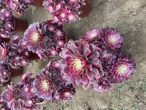 Aeonium 'Copper White' (红铜超白) succulent — wholesale bare-root export from Yunnan, China