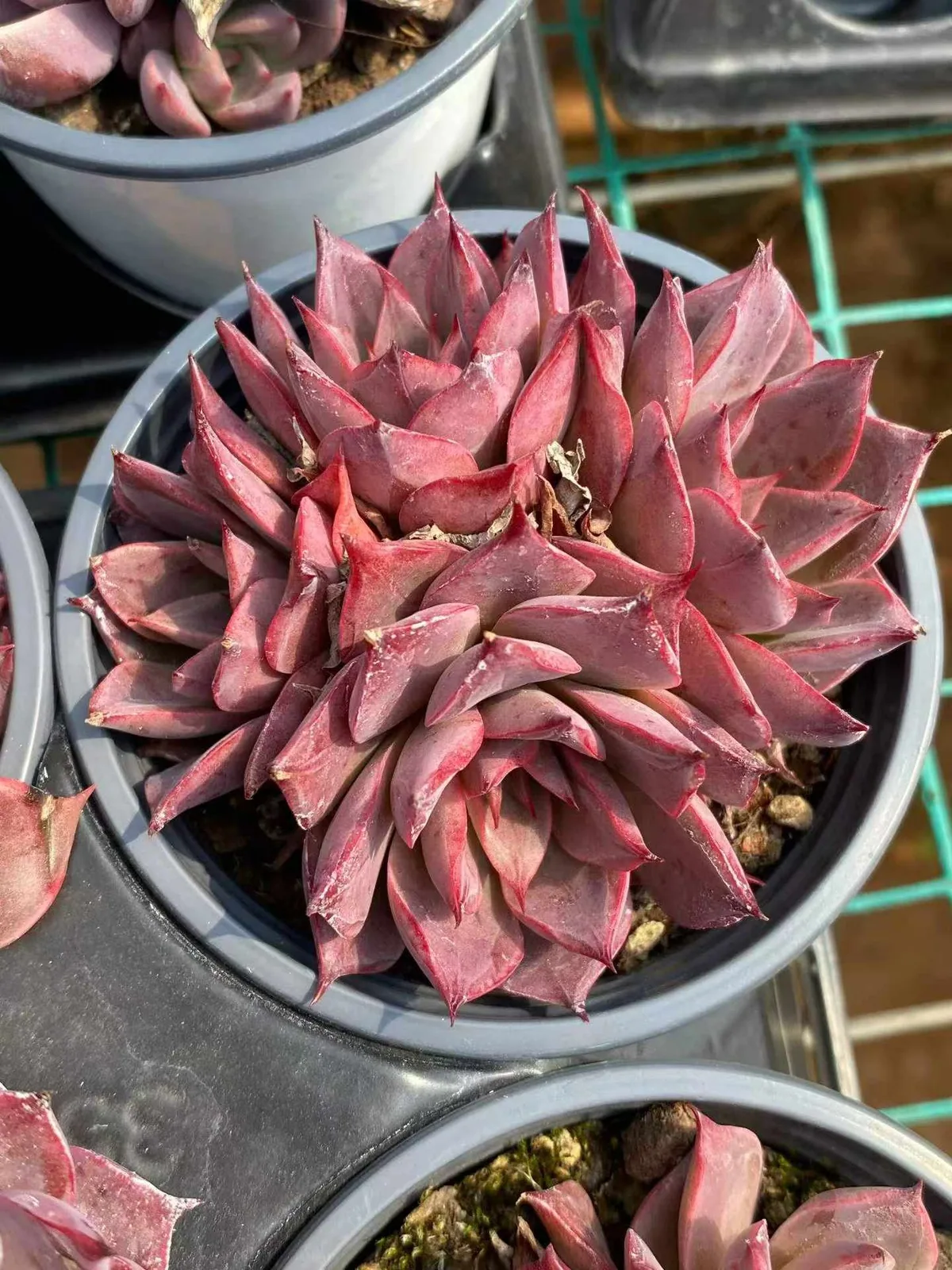Echeveria Corsican Rose Cluster (科西嘉蔷薇群) succulent — wholesale bare-root export from Yunnan, China (1 of 3)