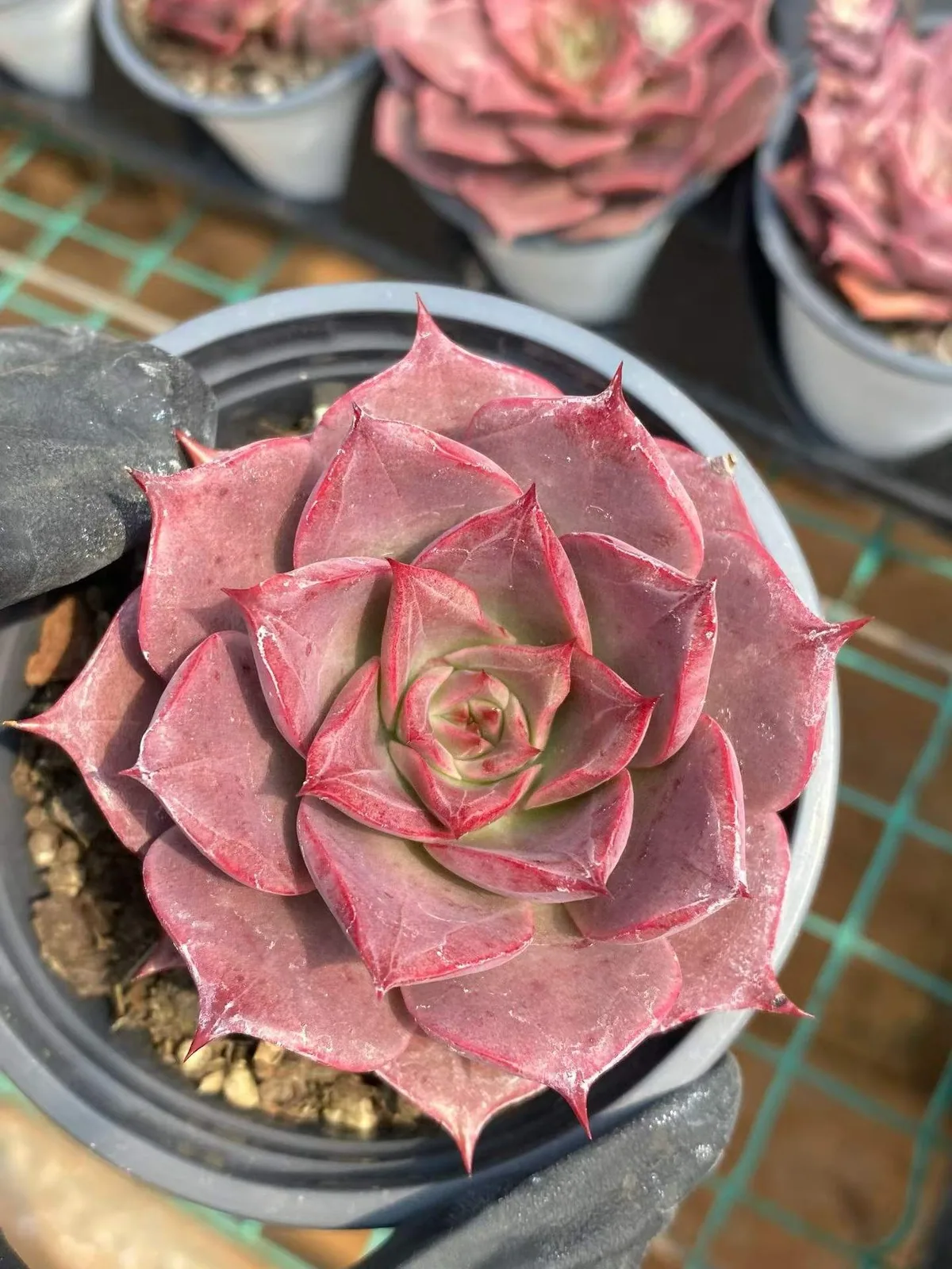 Echeveria Corsican Rose Single w/ Offsets (科西嘉蔷薇单头带惠) succulent — wholesale bare-root export from Yunnan, China (1 of 5)