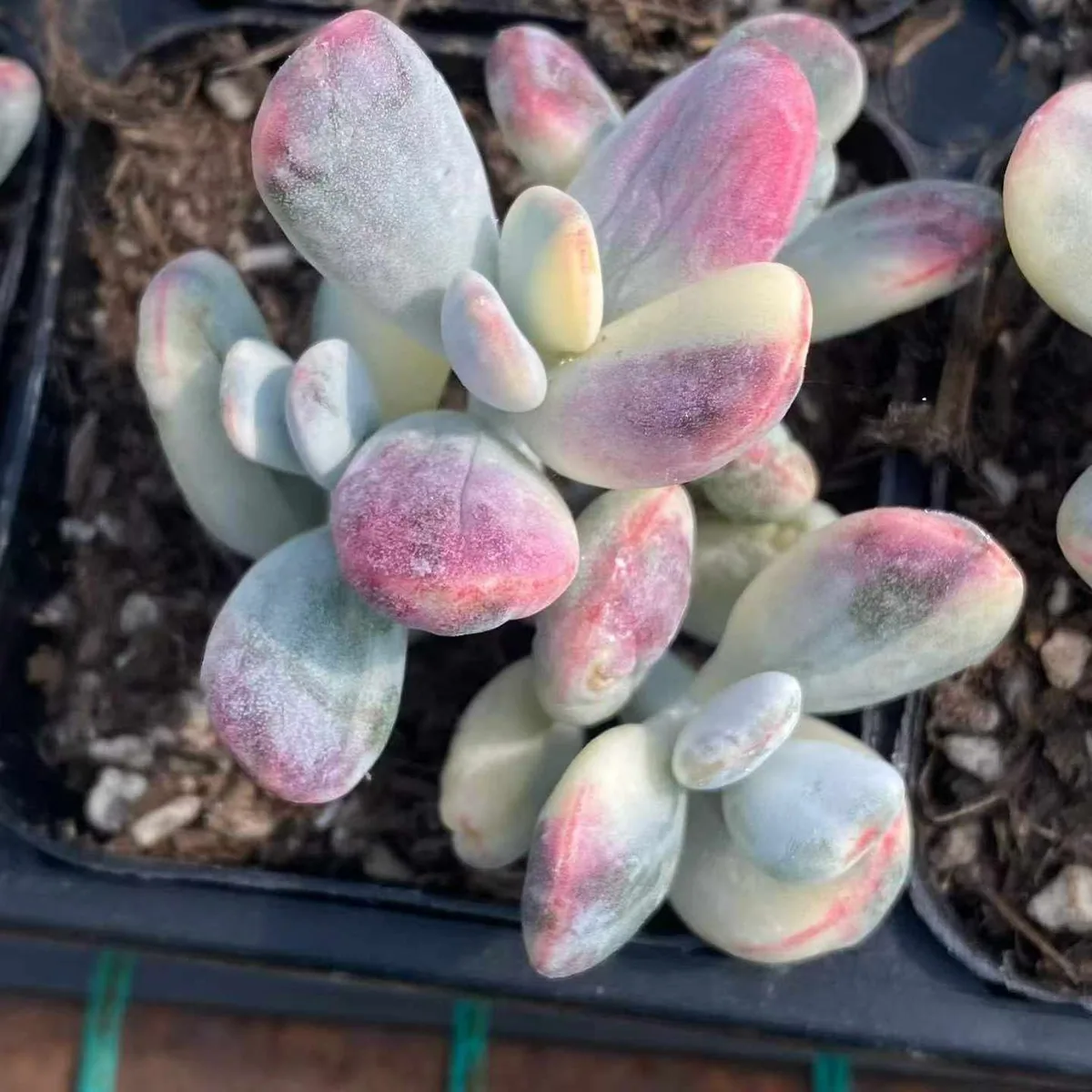 Cotyledon 'Ping Pong' Variegated Cluster (乒乓福娘锦群) succulent — wholesale bare-root export from Yunnan, China (1 of 4)