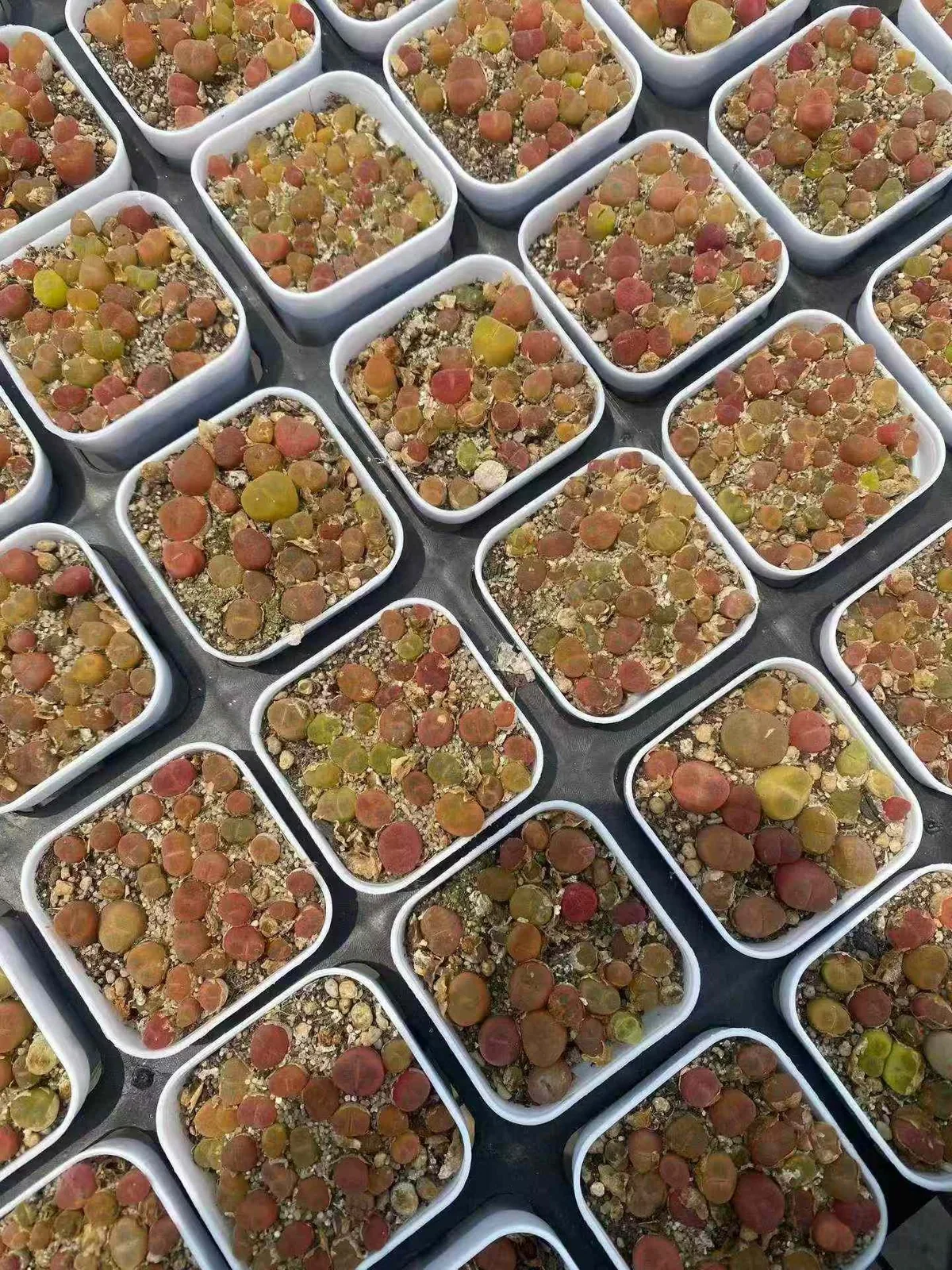 Conophytum Crane-crown Sedum Cake (鹤顶红毛汉尼切糕) succulent — wholesale bare-root export from Yunnan, China (1 of 3)