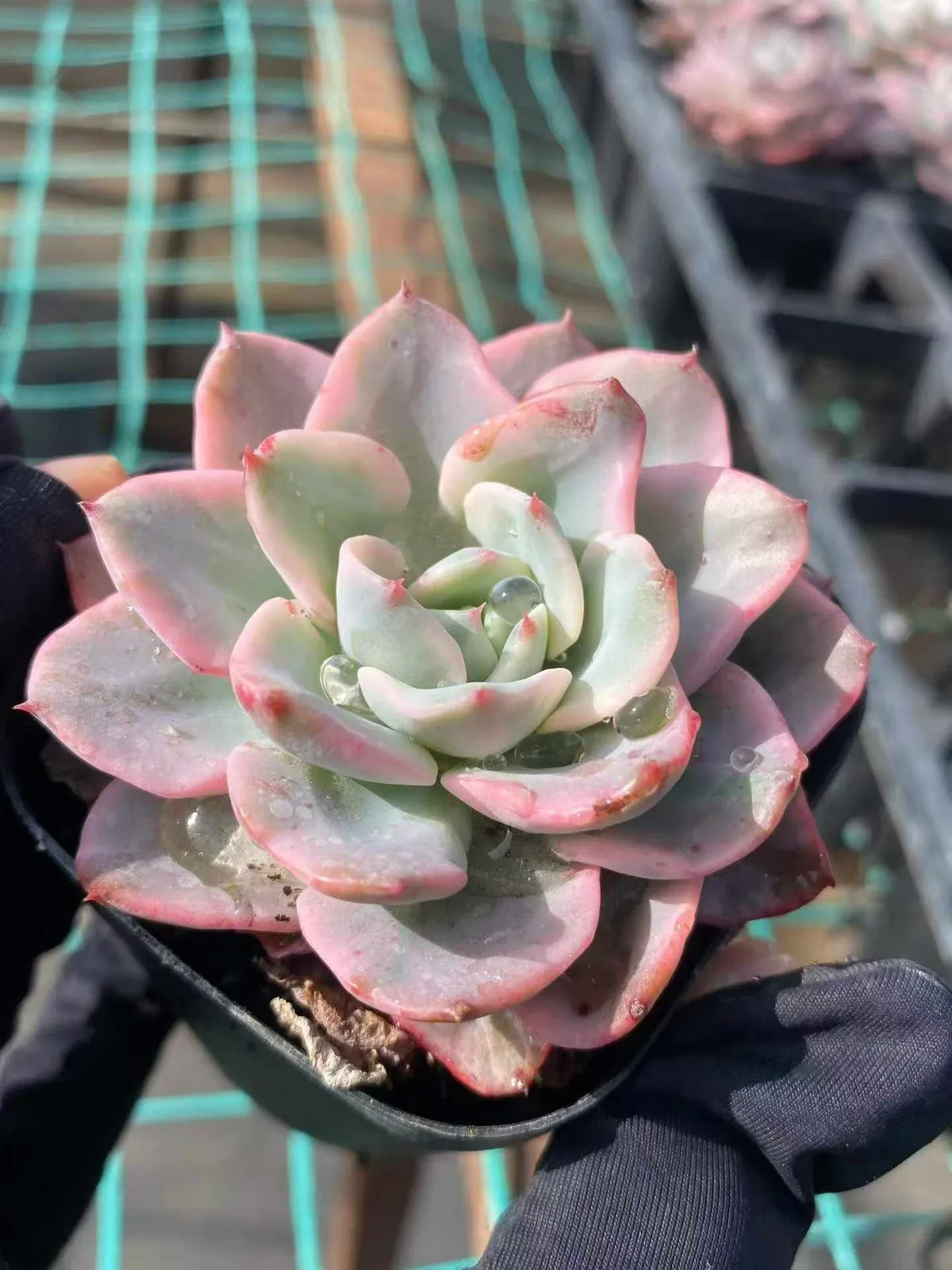 Echeveria Cream Yellow Peach Variegated (奶油黄桃锦) succulent — wholesale bare-root export from Yunnan, China (1 of 4)