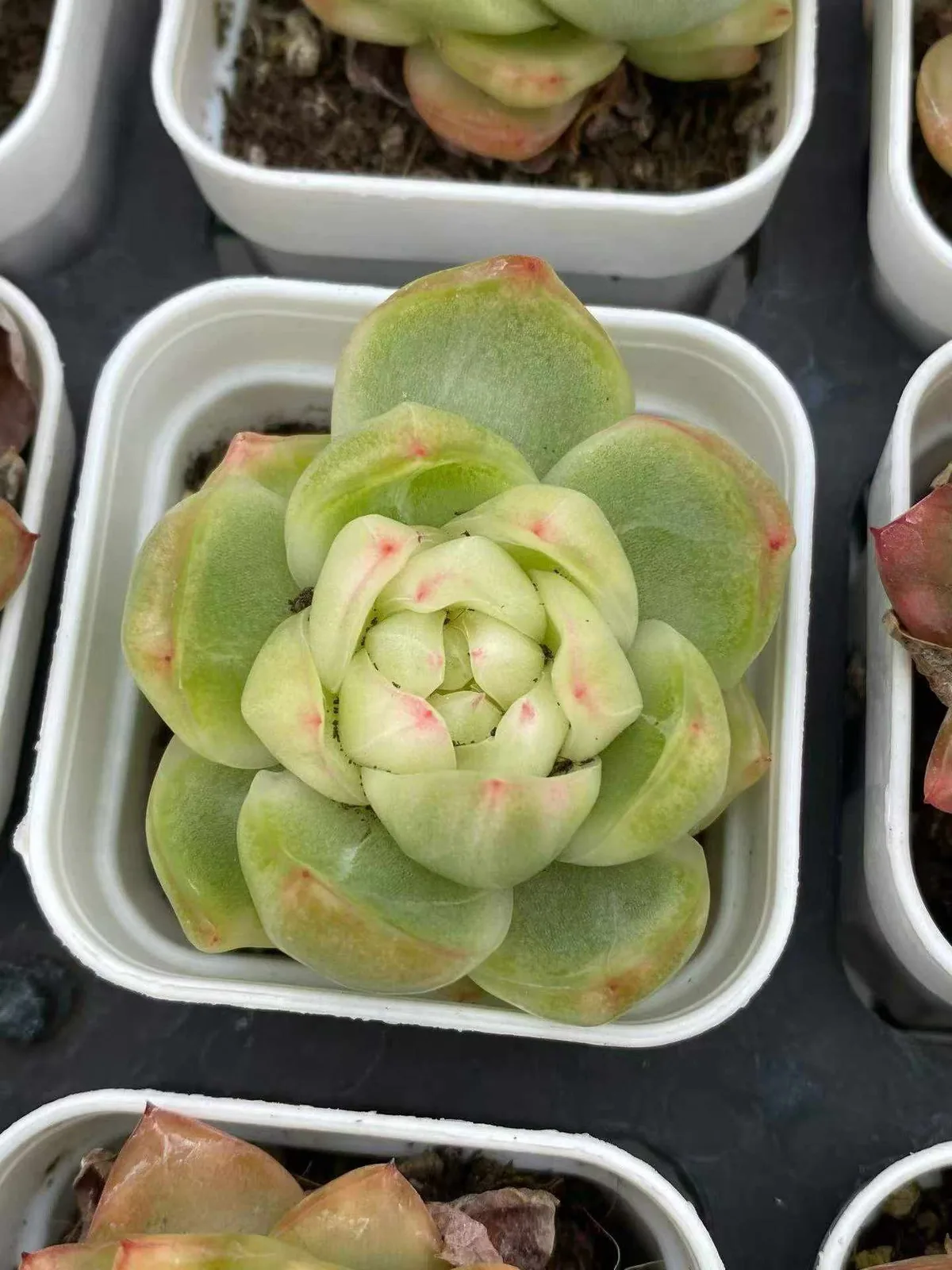 Echeveria Crystal Jenny Variegated (水晶珍妮锦) succulent — wholesale bare-root export from Yunnan, China (1 of 4)