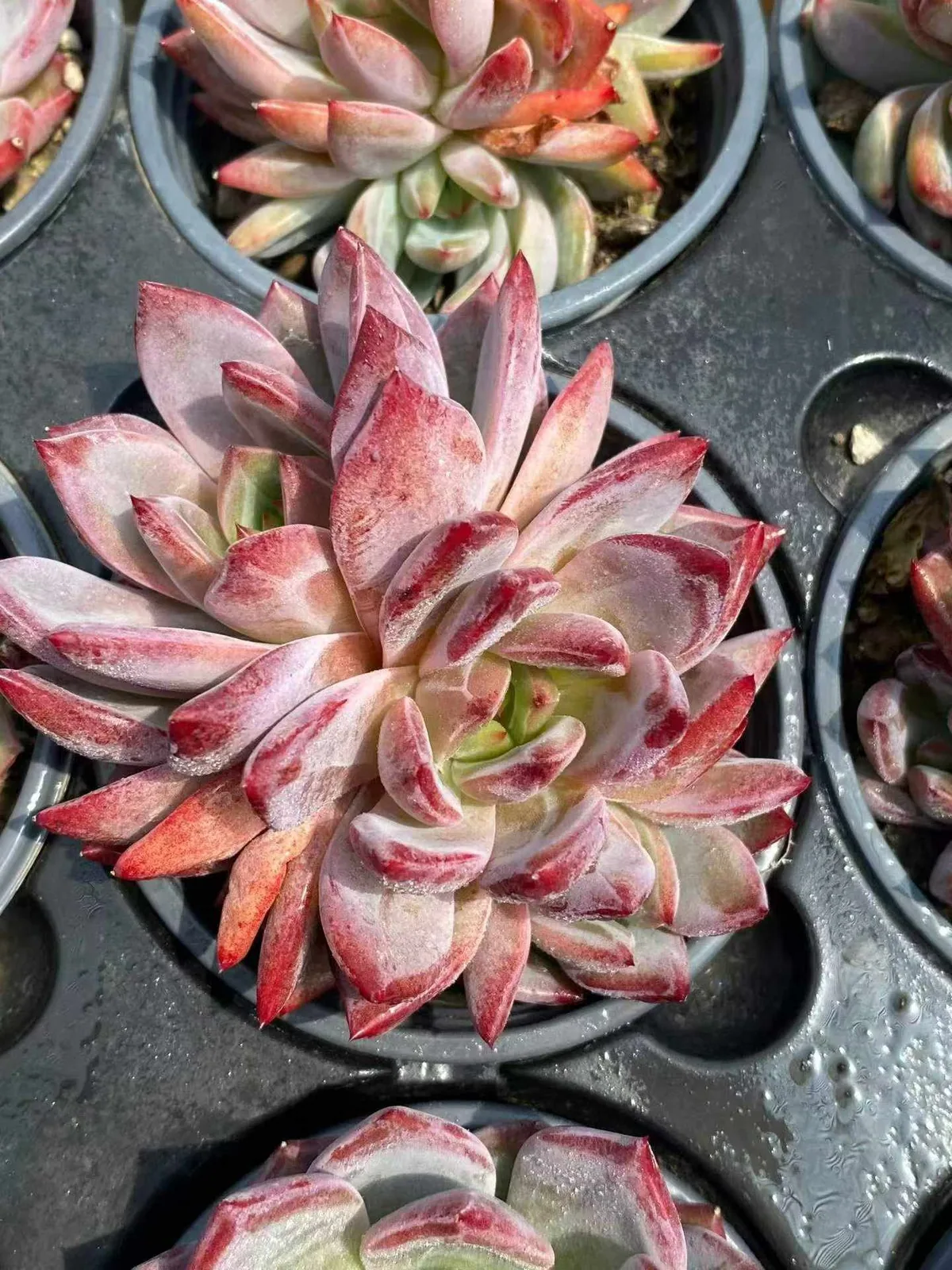 Echeveria Daredevil Cluster (夜魔侠群) succulent — wholesale bare-root export from Yunnan, China (1 of 4)