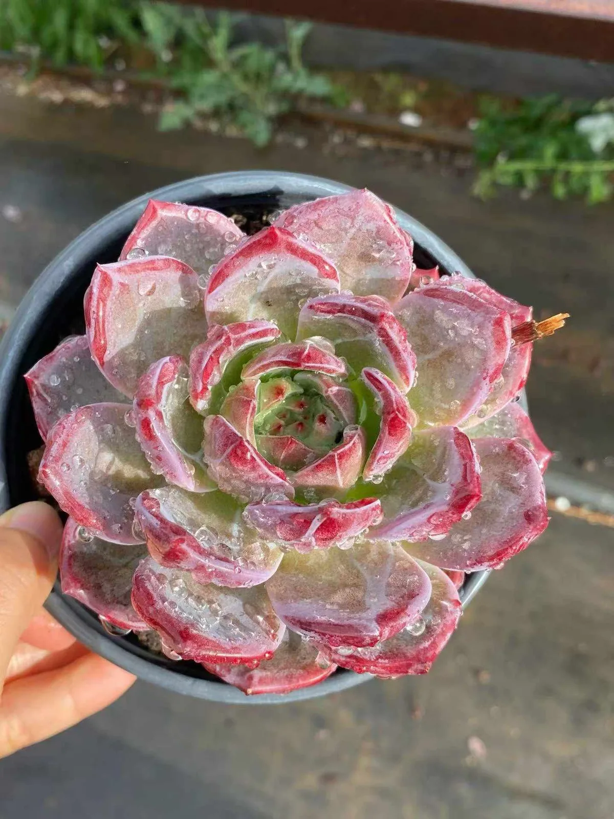 Echeveria Daredevil Single (夜魔侠单头) succulent — wholesale bare-root export from Yunnan, China (1 of 4)
