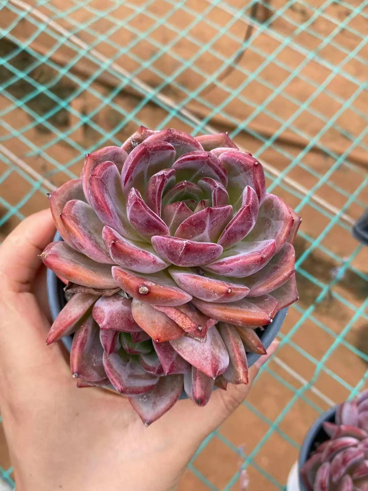Echeveria Daredevil Single w/ Offsets (夜魔侠单头带惠) succulent — wholesale bare-root export from Yunnan, China (1 of 5)