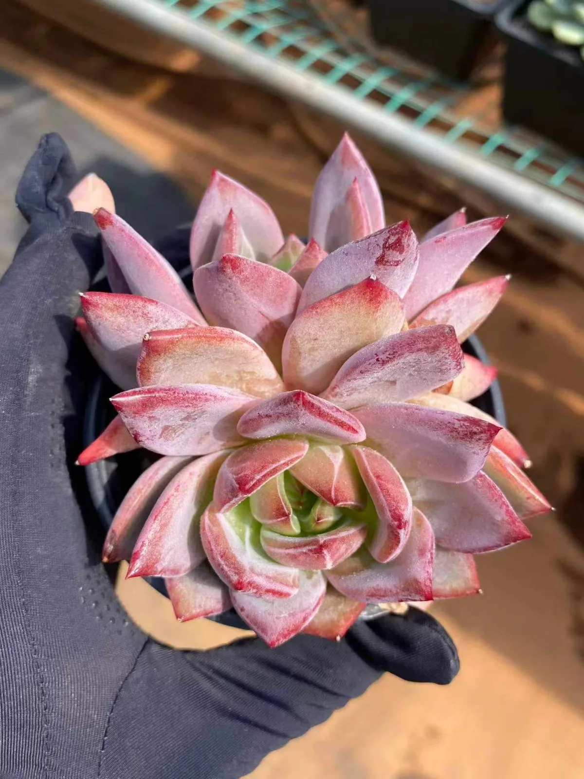 Echeveria Daredevil Twin-head (夜魔侠双头) succulent — wholesale bare-root export from Yunnan, China (1 of 6)