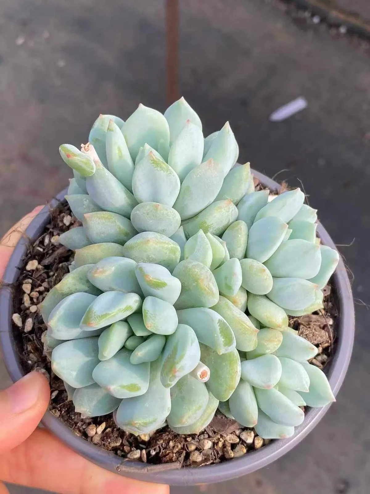 Echeveria Dark Frost Cluster (玄霜群) succulent — wholesale bare-root export from Yunnan, China (1 of 6)