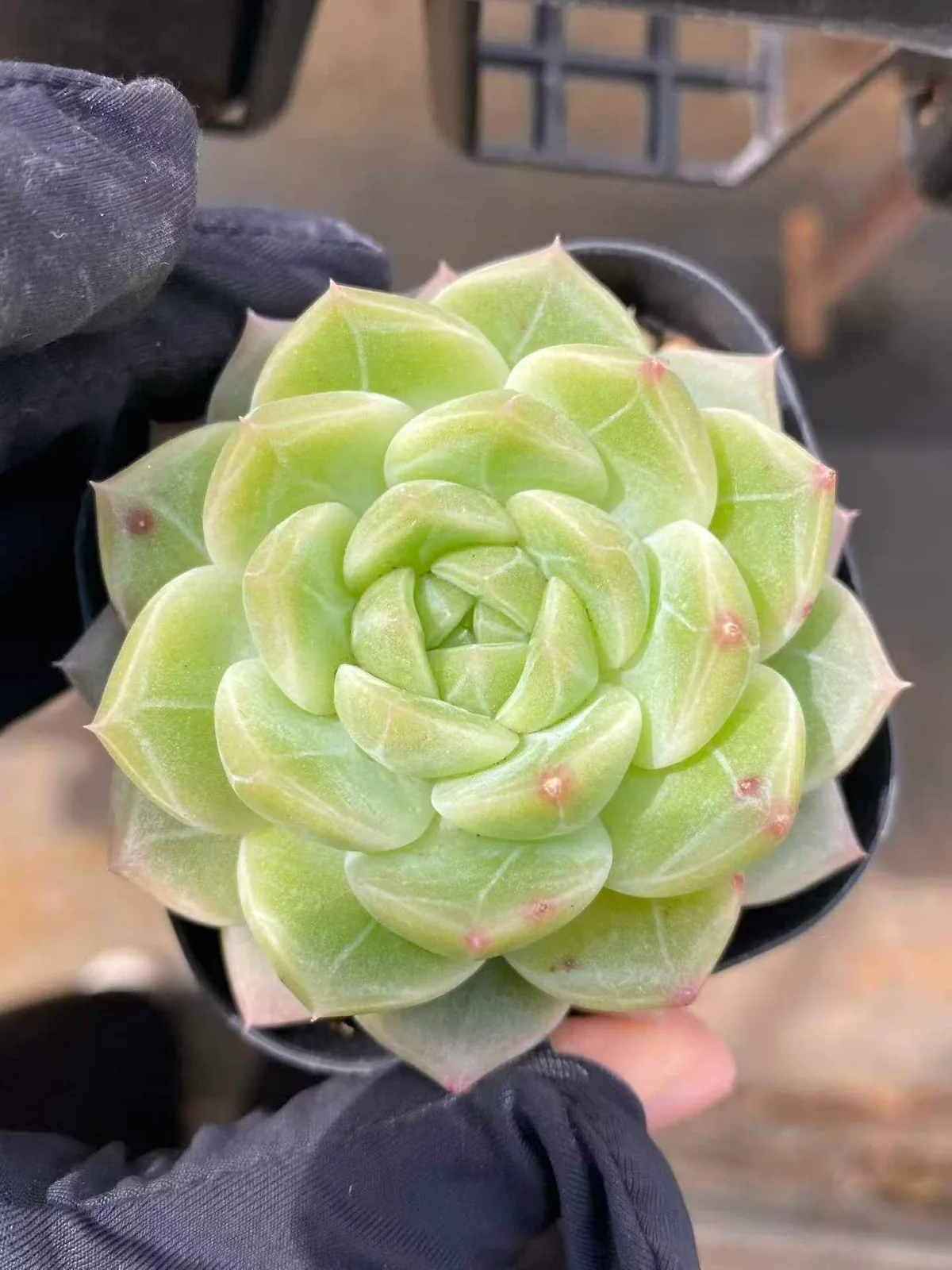 Echeveria Dark-veined Wheat Straw (暗纹麦秆) succulent — wholesale bare-root export from Yunnan, China (1 of 5)