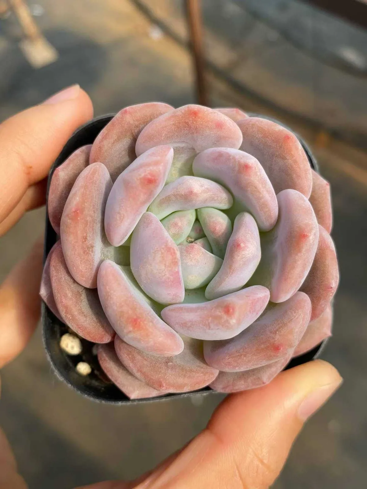 Echeveria Dawn Light (晨曦) succulent — wholesale bare-root export from Yunnan, China (1 of 5)