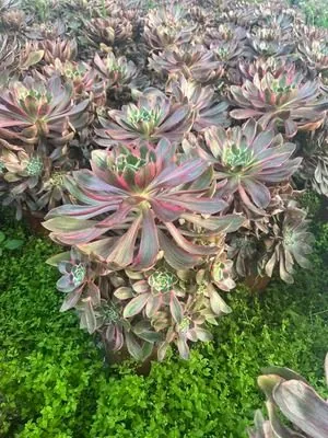 Aeonium 'Devil's Eye' Cluster (恶魔之眼群生) succulent — wholesale bare-root export from Yunnan, China