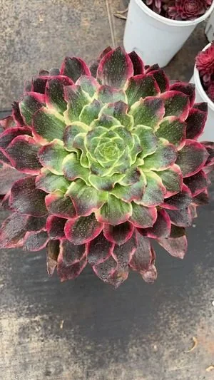 Aeonium 'Devil's Eye' Large Single (恶魔之眼大单头) succulent — wholesale bare-root export from Yunnan, China