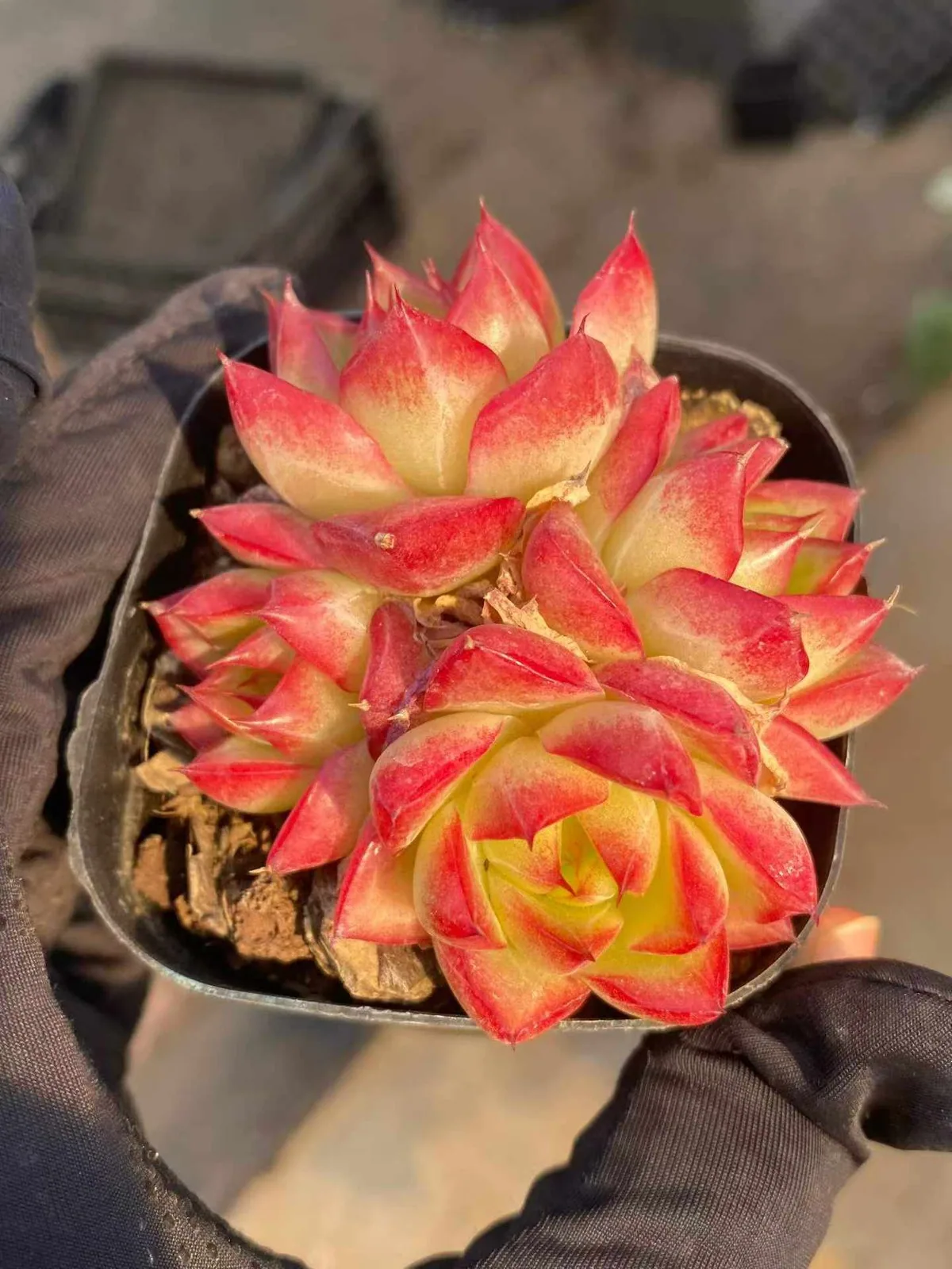 Echeveria Dream Queen Cluster (梦幻女王群) succulent — wholesale bare-root export from Yunnan, China (1 of 2)