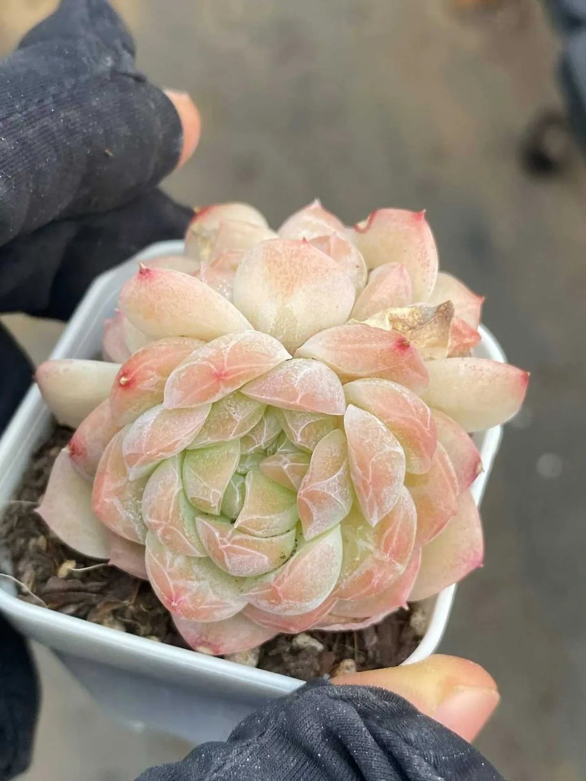 Echeveria Drunken Blush M-36 Cluster (醉颜M-36 群) succulent — wholesale bare-root export from Yunnan, China (1 of 4)