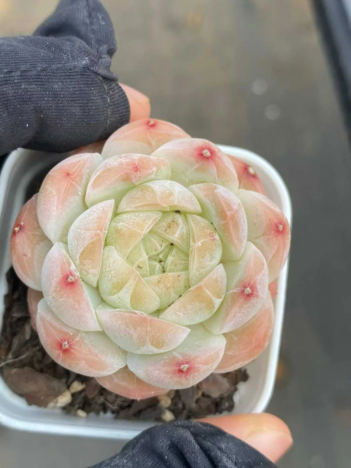 Echeveria Drunken Blush M-36 (醉颜M-36) succulent — wholesale bare-root export from Yunnan, China (1 of 4)
