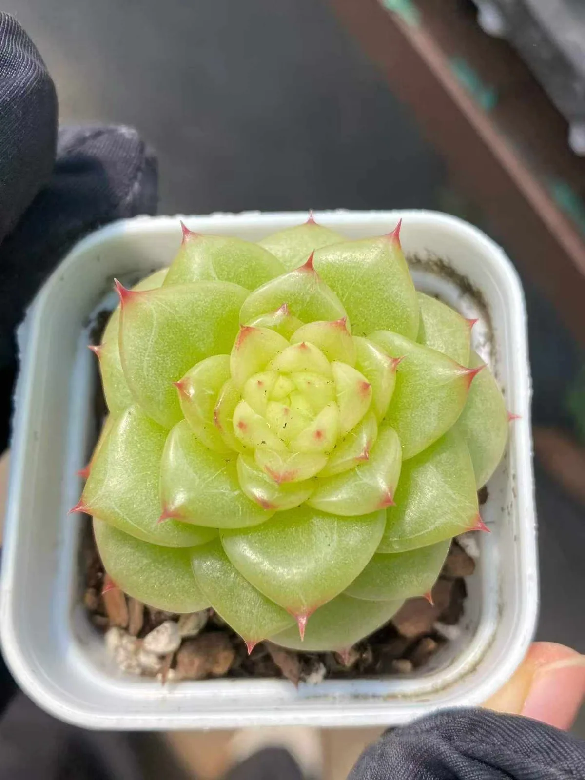 Echeveria Duruo Jenny (杜若珍妮) succulent — wholesale bare-root export from Yunnan, China (1 of 4)