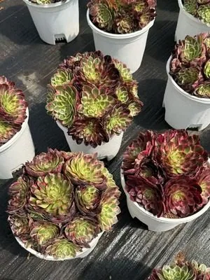 Aeonium 'Earl's Pride' (伯爵天骄) succulent — wholesale bare-root export from Yunnan, China