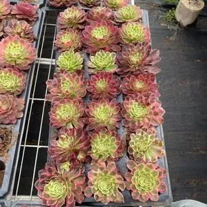 Aeonium 'Earl's Pride' Plug Tray (伯爵天骄穴盘) succulent — wholesale bare-root export from Yunnan, China