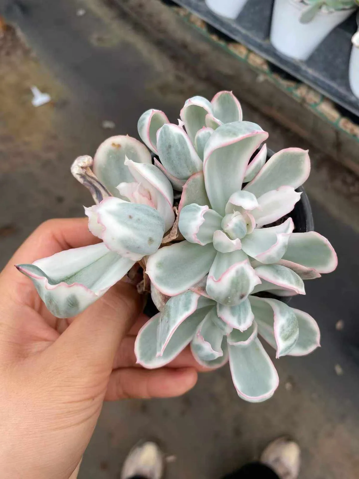 Echeveria 'Berkeley' Variegated Cluster (伯克利锦群) succulent — wholesale bare-root export from Yunnan, China (1 of 5)