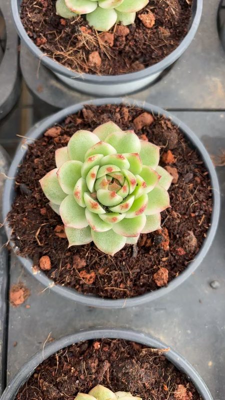Dark-toned Echeveria similar to Echeveria Black Prince