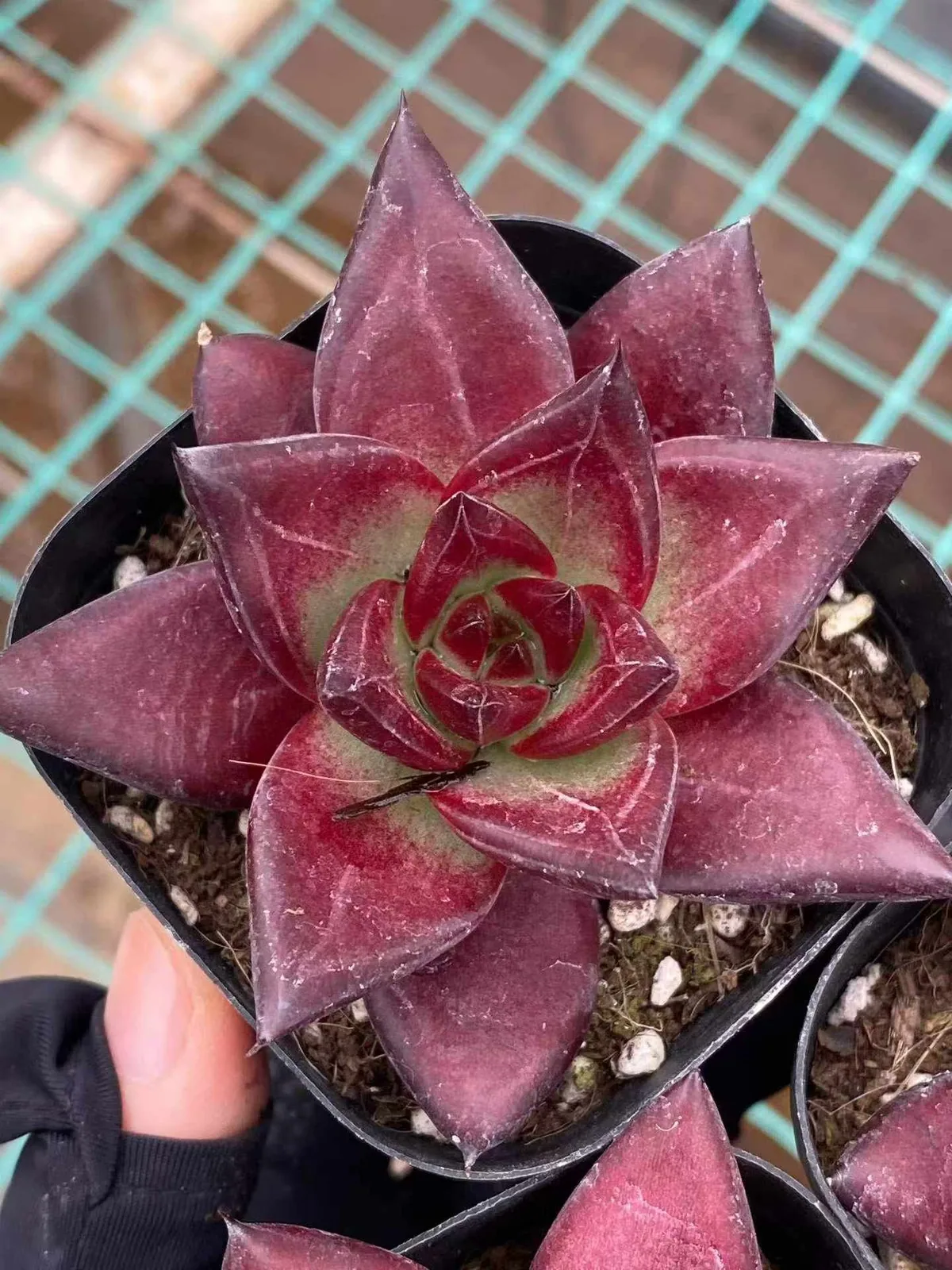 Echeveria 'Cayenne' (卡宴) succulent — wholesale bare-root export from Yunnan, China (1 of 5)