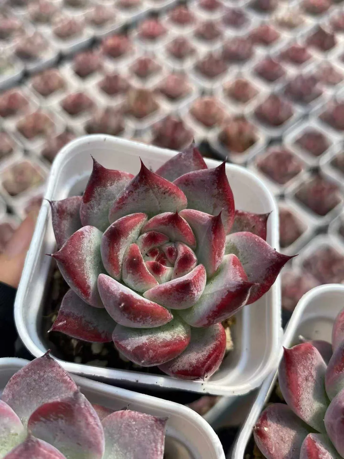 Echeveria colorata 'Diamond' (钻石卡罗拉) succulent — wholesale bare-root export from Yunnan, China (1 of 6)