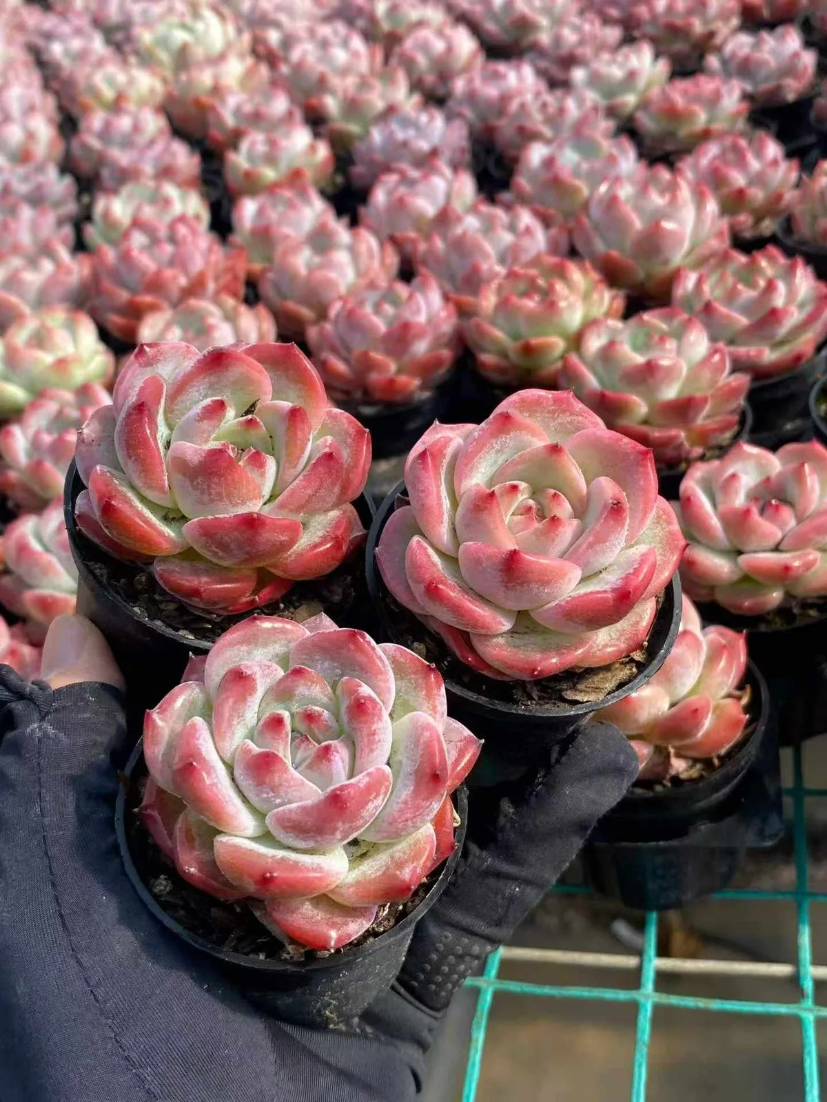 Echeveria colorata 'Diamond' sp. (钻石卡罗拉sp) succulent — wholesale bare-root export from Yunnan, China (1 of 5)