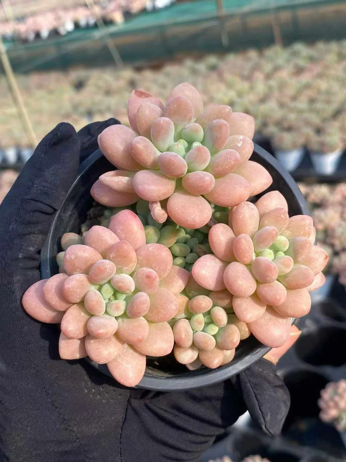 Echeveria 'Daphne' (达芙妮) succulent — wholesale bare-root export from Yunnan, China (1 of 5)