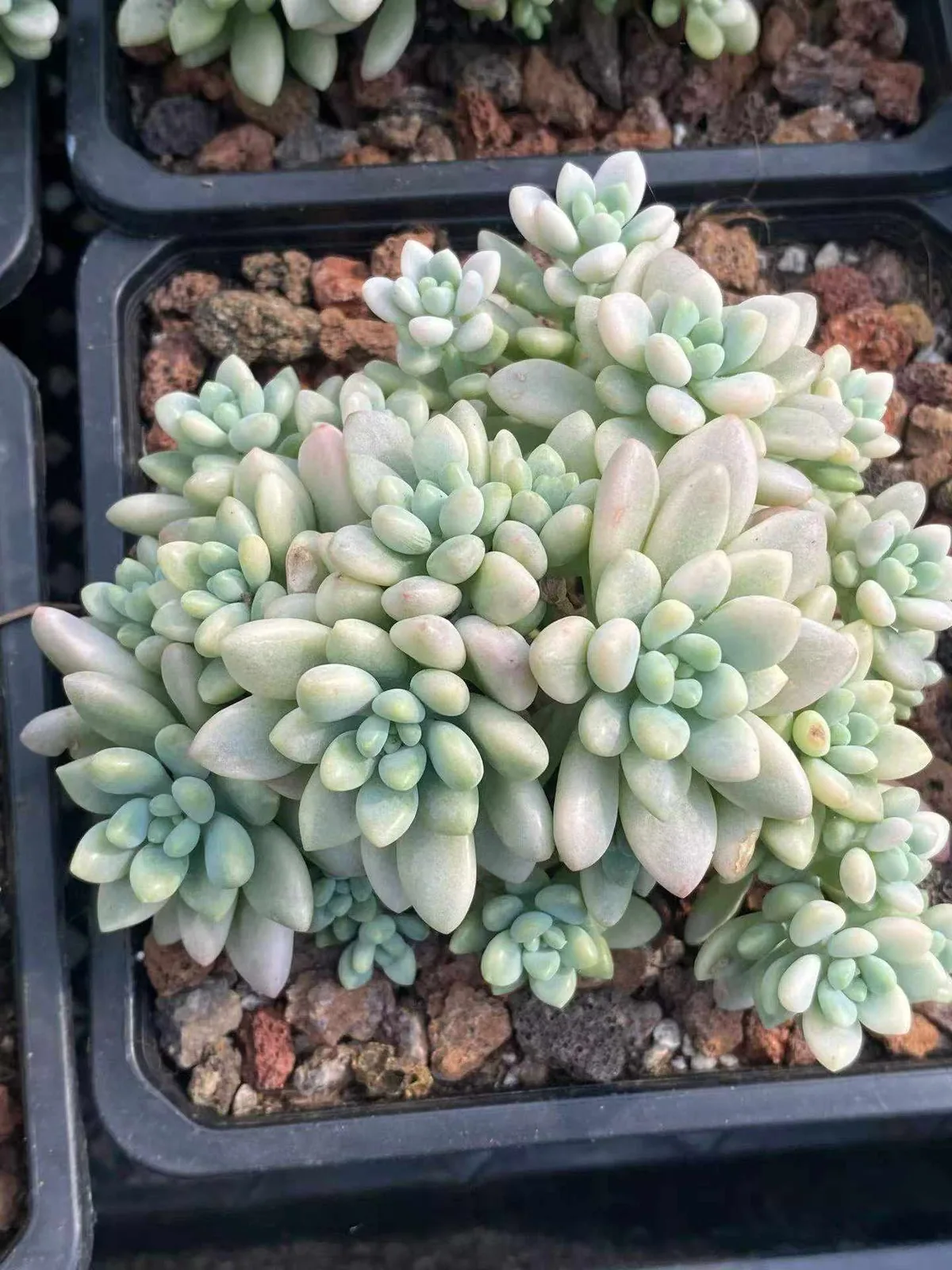 Echeveria 'Daphne' Variegated (达芙妮锦) succulent — wholesale bare-root export from Yunnan, China (1 of 4)