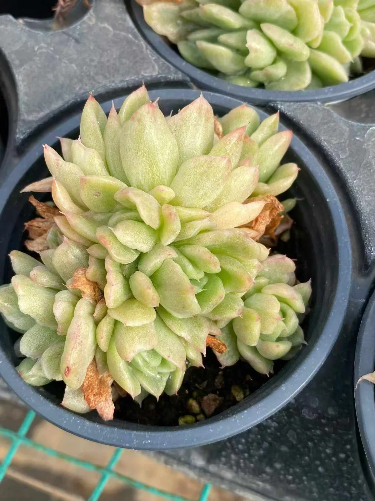 Echeveria 'Floriana' Monstrose Variegated Cluster (弗洛瑞安娜石化锦群) succulent — wholesale bare-root export from Yunnan, China (1 of 4)