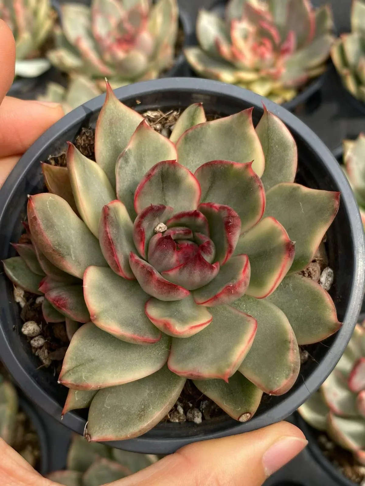 Echeveria 'Gillian' Variegated (吉利安锦) succulent — wholesale bare-root export from Yunnan, China (1 of 3)