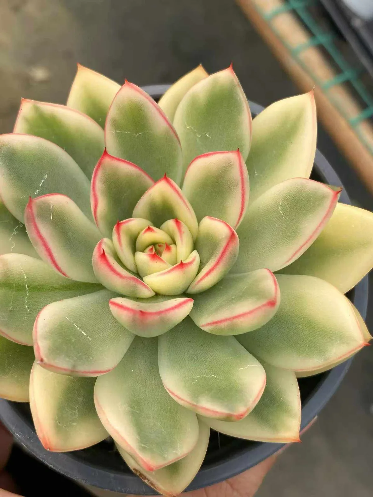 Echeveria 'Hanna' Variegated (汉娜锦) succulent — wholesale bare-root export from Yunnan, China (1 of 5)