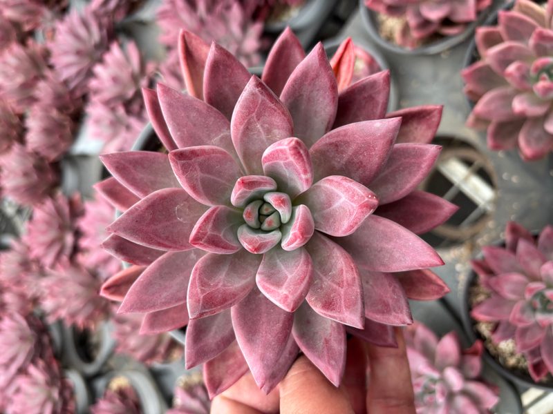 Echeveria 'Hephaestus' rosette — SouthQuest Farm Yunnan collection