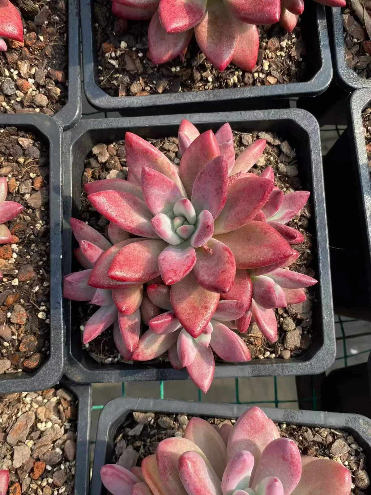 Echeveria 'Hephaestus' sp. Cluster (赫菲斯托sp群生) succulent — wholesale bare-root export from Yunnan, China (1 of 9)