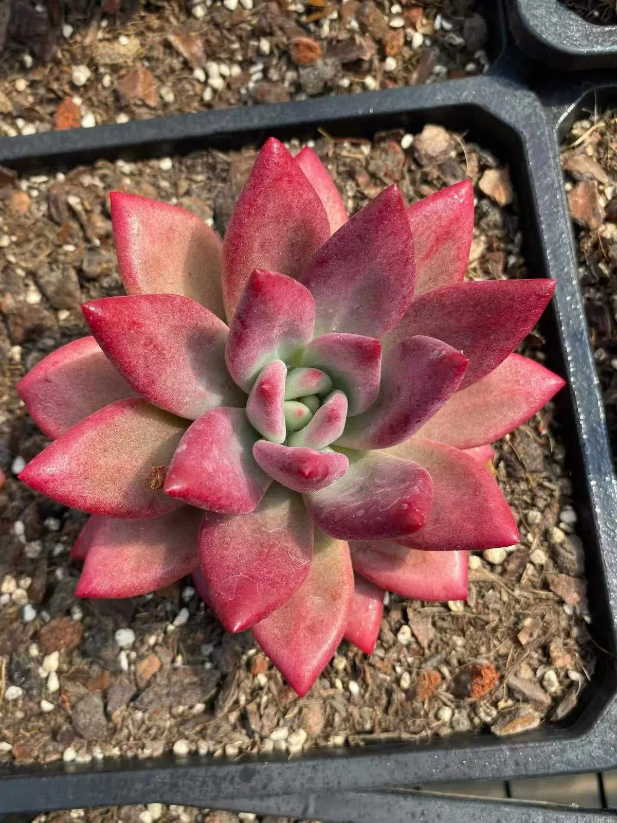 Echeveria 'Hephaestus' sp., Single & Twin-head (赫菲斯托sp单双头) succulent — wholesale bare-root export from Yunnan, China (1 of 5)