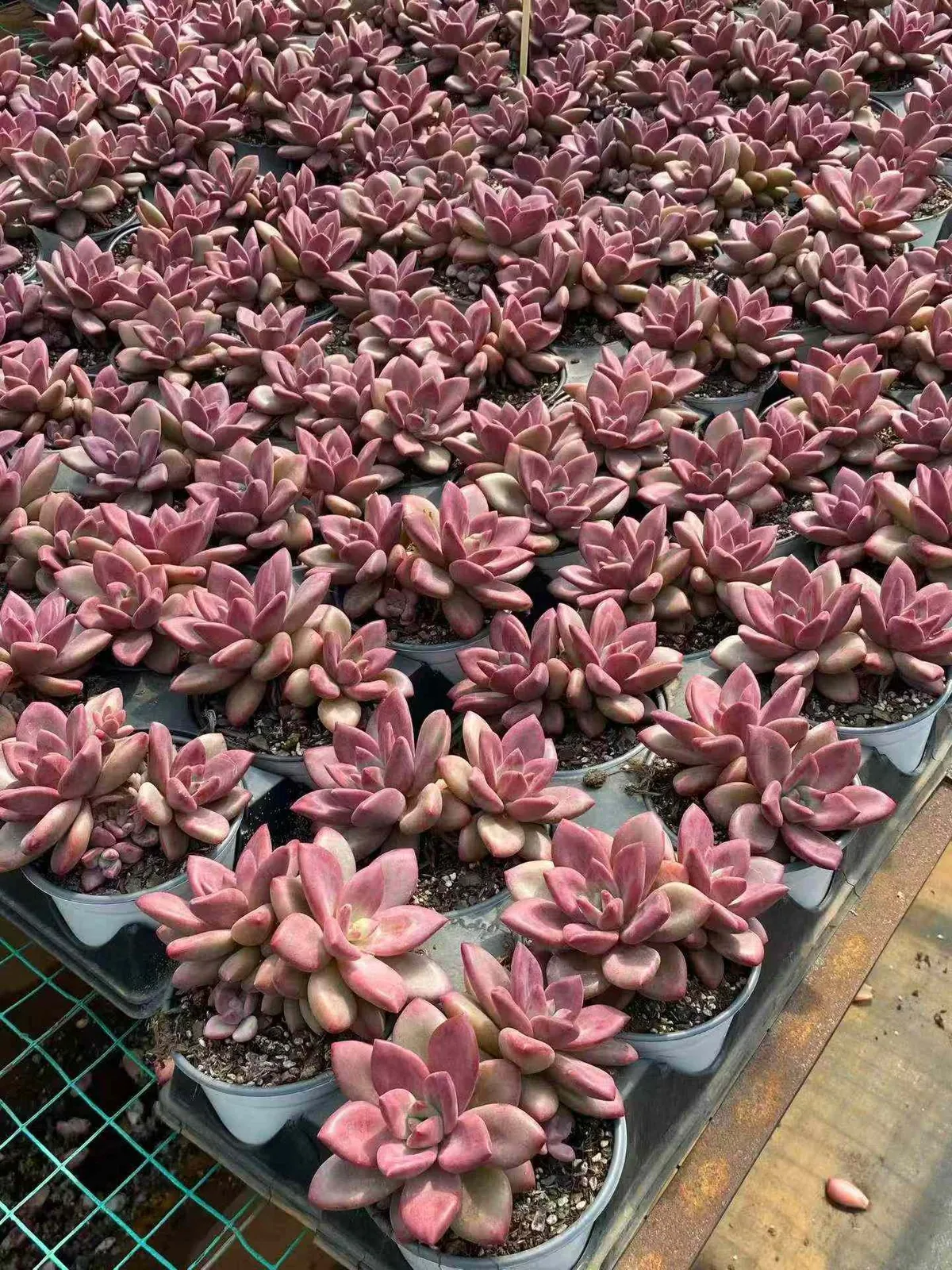 Echeveria 'Hephaestus' Twin-head (赫菲斯托双头) succulent — wholesale bare-root export from Yunnan, China (1 of 5)
