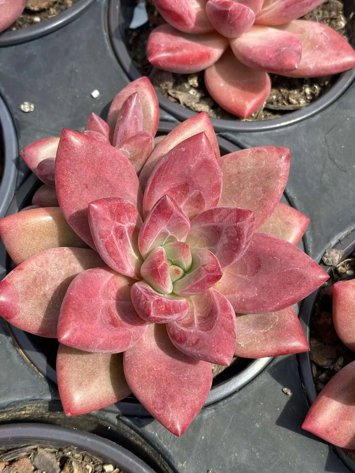Echeveria 'Hephaestus' w/ Offsets (赫菲单头和带惠) succulent — wholesale bare-root export from Yunnan, China (1 of 6)