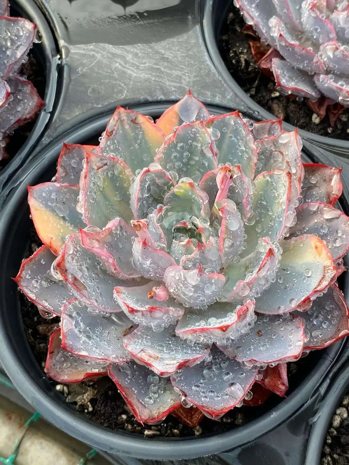 Echeveria 'Hera' Variegated (赫拉锦) succulent — wholesale bare-root export from Yunnan, China (1 of 5)