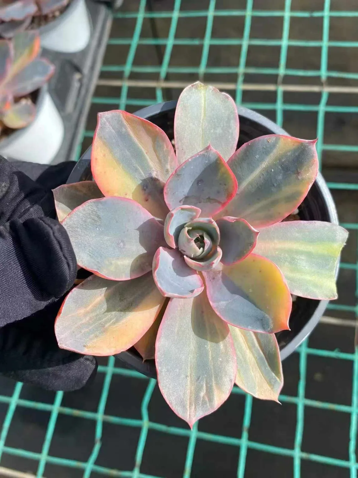 Echeveria 'Hera' Variegated Single (赫拉锦单头) succulent — wholesale bare-root export from Yunnan, China (1 of 4)